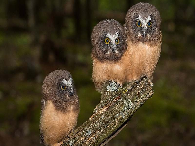 王女士成功案例